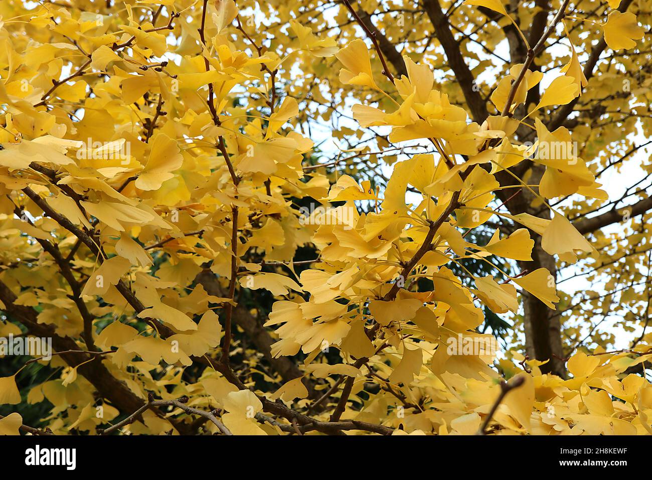 Gingko biloba maidenhair tree yellow fanshaped leaves with yellow stalks, November, England