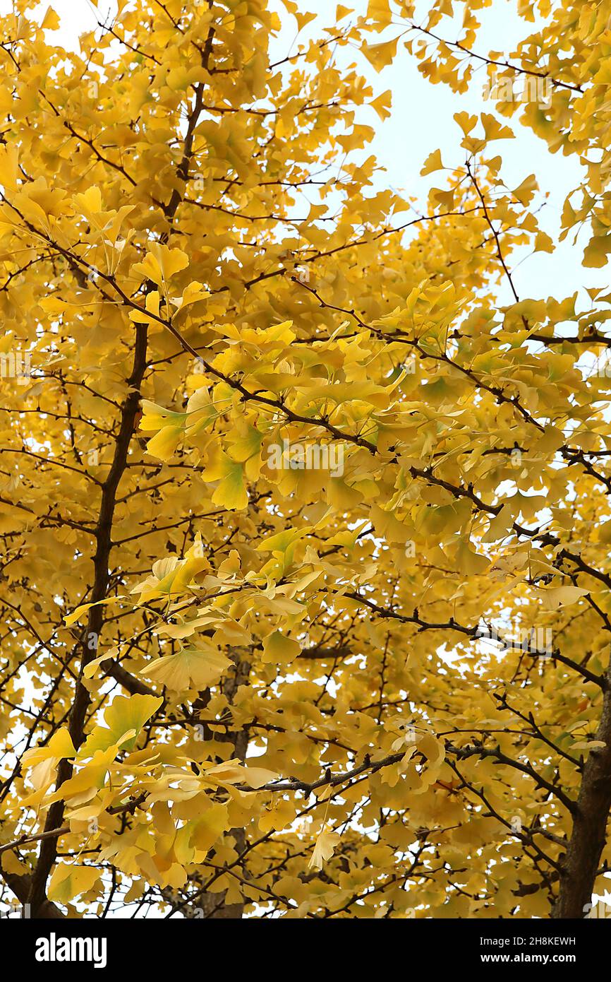 Gingko biloba maidenhair tree yellow fanshaped leaves with yellow stalks, November, England