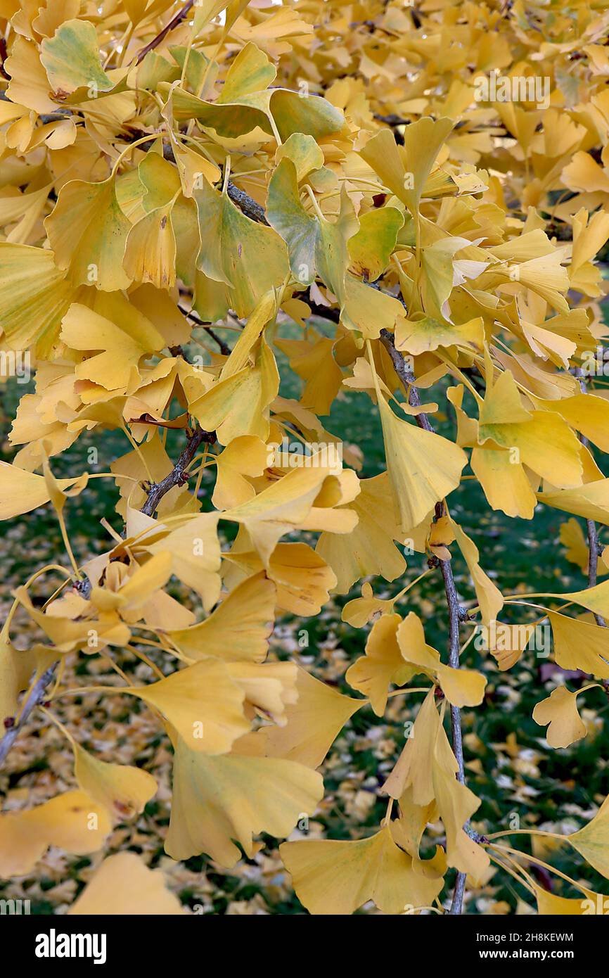 Gingko biloba pendula hires stock photography and images Alamy