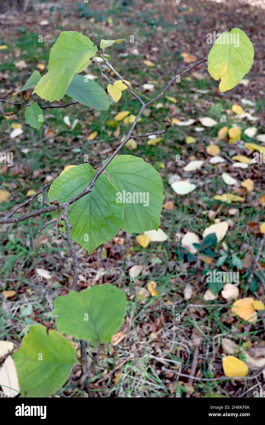 Hamamelis mollis Chinese witch hazel – sparse and ovate bright green leaves, November, England, UK Stock Photo