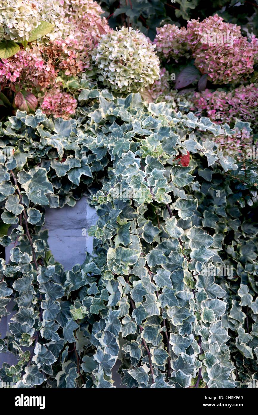 English ivy ‘white wonder’ hires stock photography and images Alamy