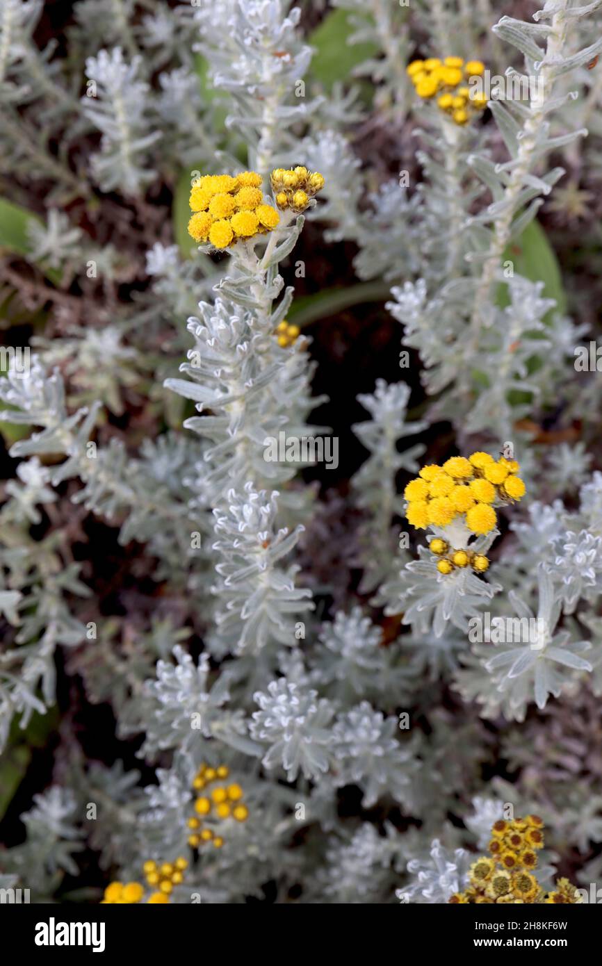 Helichrysum felinum everlasting cat ? - corymbose clusters of small double yellow flowers, small silver grey leaves,  November, England, UK Stock Photo
