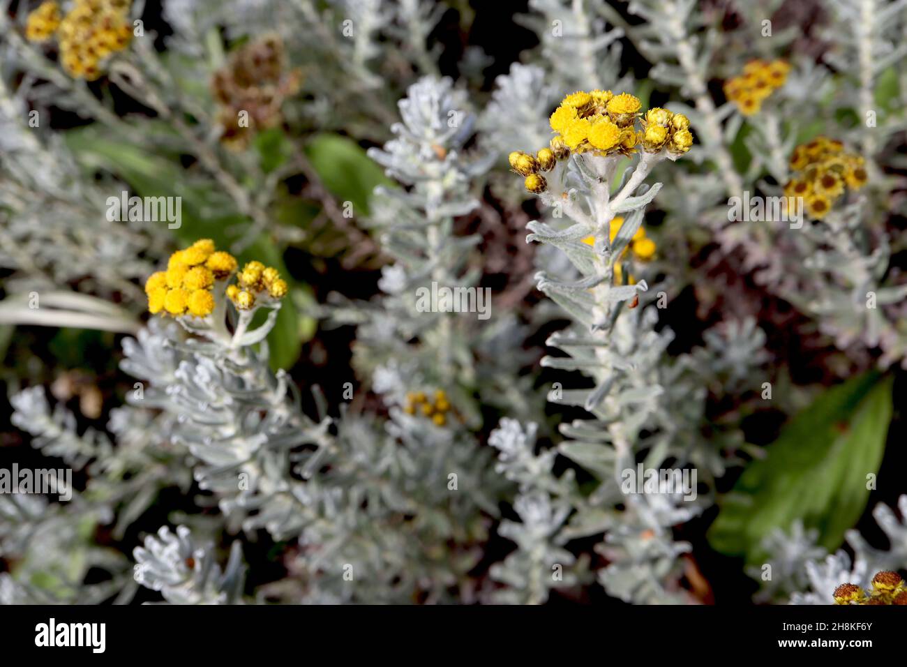 Helichrysum felinum everlasting cat ? - corymbose clusters of small double yellow flowers, small silver grey leaves,  November, England, UK Stock Photo