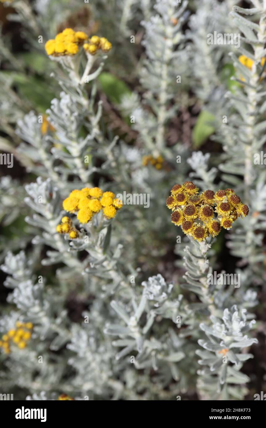 Helichrysum felinum everlasting cat ? - corymbose clusters of small double yellow flowers, small silver grey leaves,  November, England, UK Stock Photo