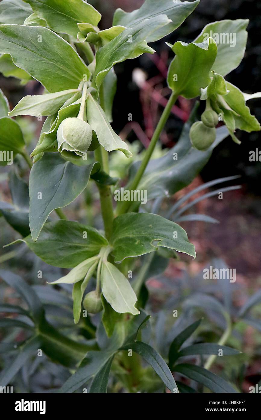 Helleborus foetidus Stinking hellebore – loose clusters of single lime green flowers and leaves with dark green lance-shaped leaves,  November, UK Stock Photo