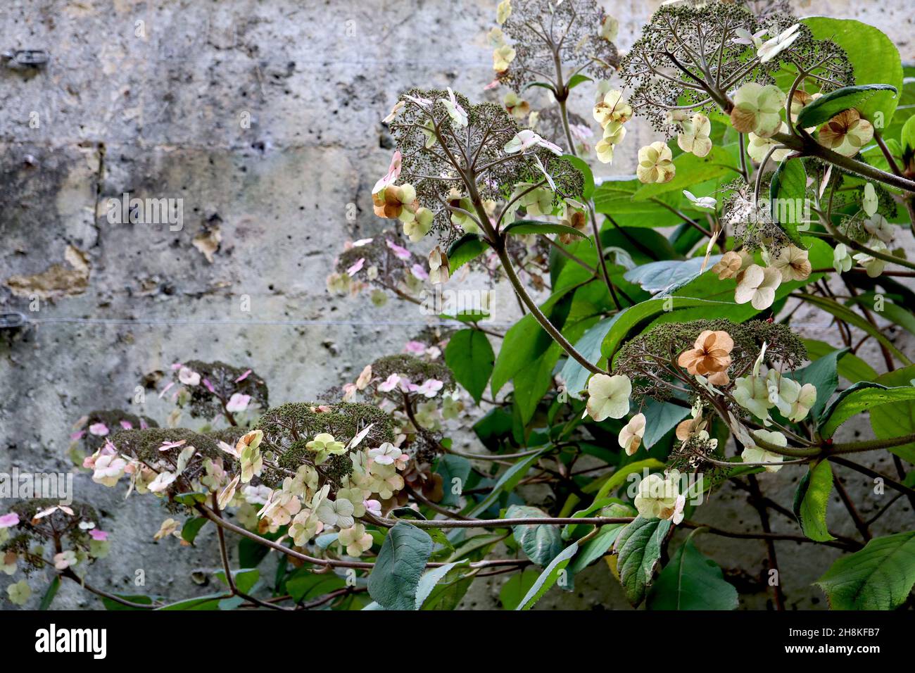Hydrangea aspera subsp aspera Villosa Group rough-leaved hydrangea – dried petals and flower buds, wide ovate dark green leaves,  November, England,UK Stock Photo