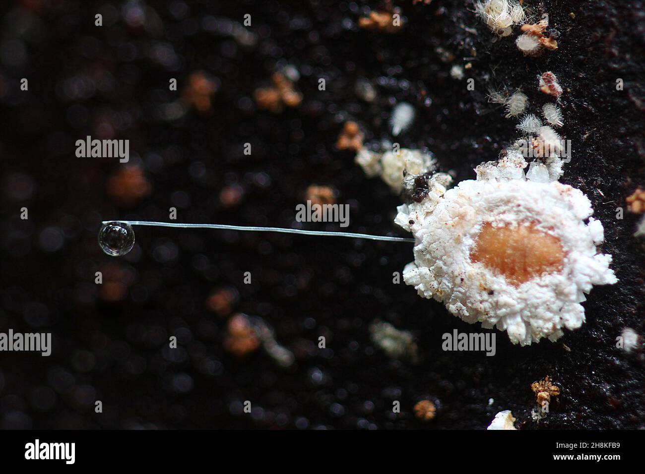 Scale insect with honeydew droplet Stock Photo - Alamy