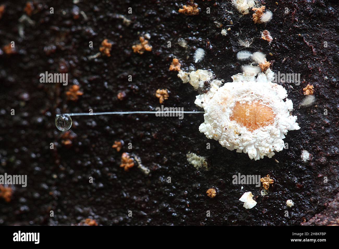 Scale insect with honeydew droplet Stock Photo - Alamy