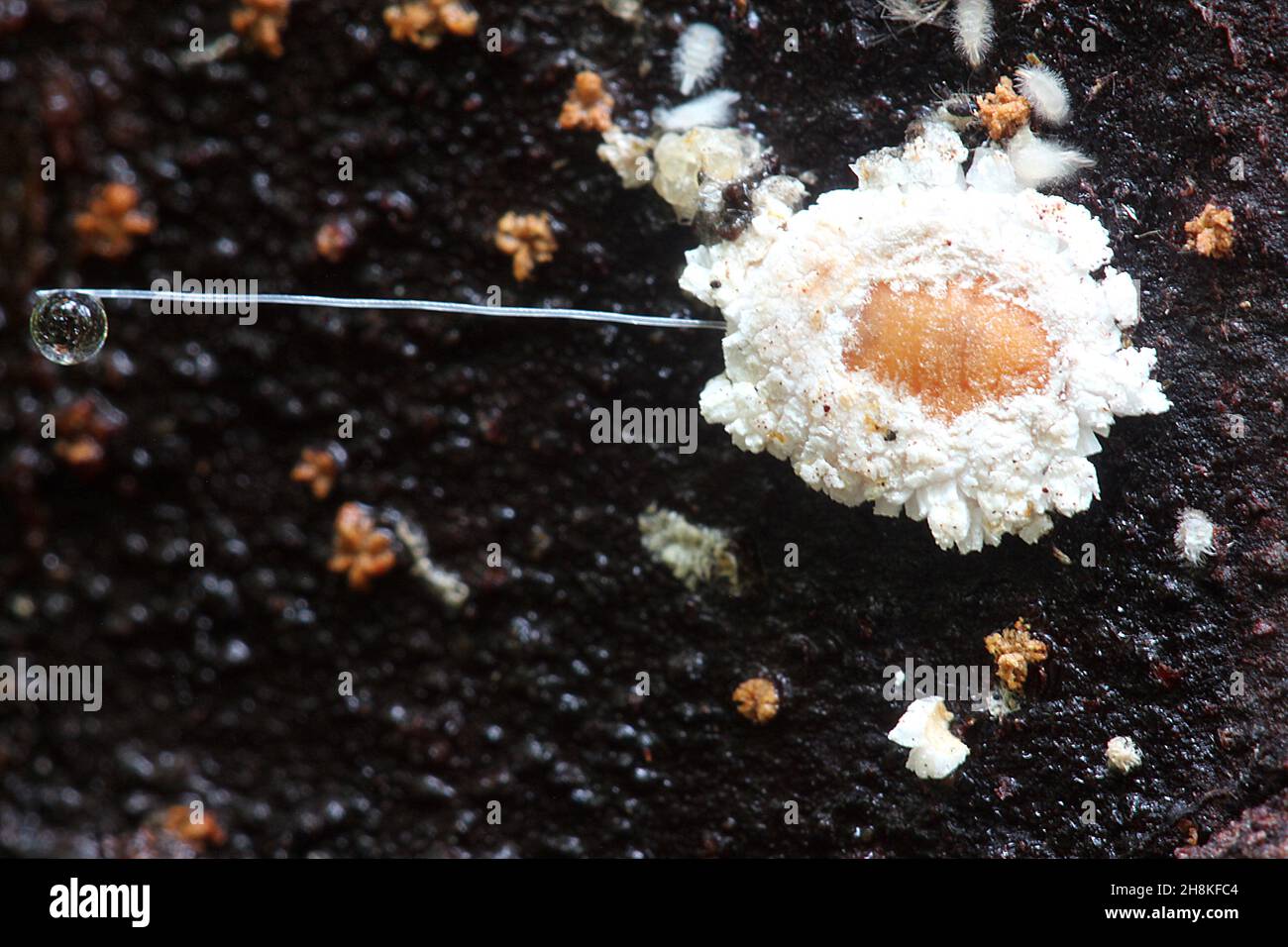 Scale insect with honeydew droplet Stock Photo - Alamy