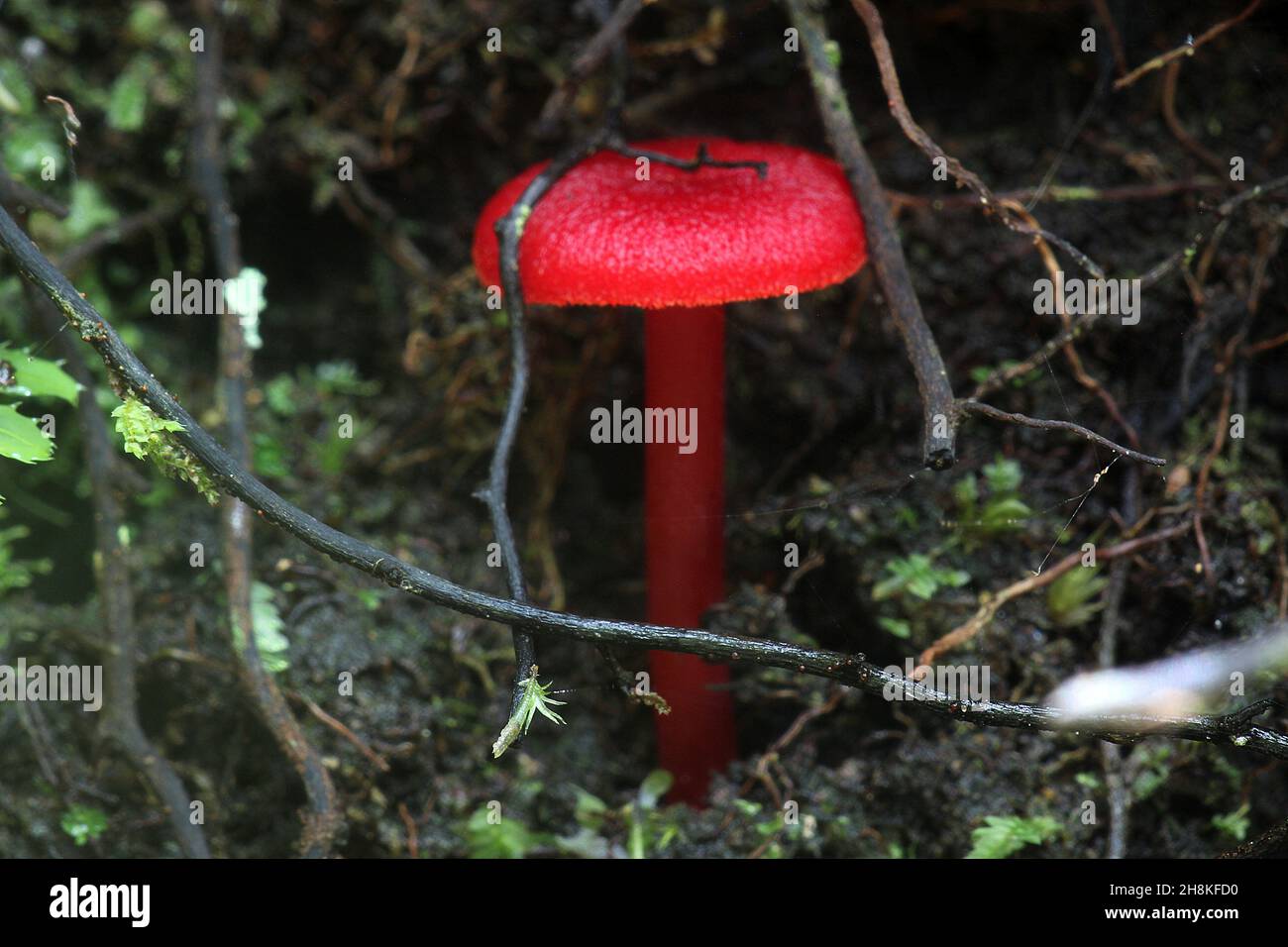 Ruby Bonnot Ruby bonnet hi-res stock photography and images - Alamy