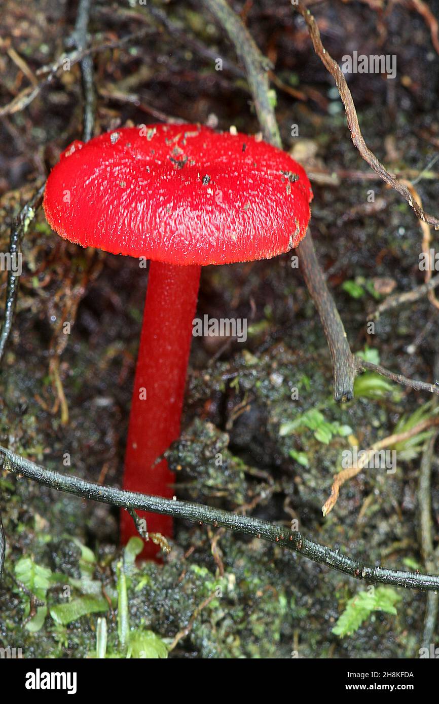 Ruby Bonnot Ruby bonnet hi-res stock photography and images - Alamy
