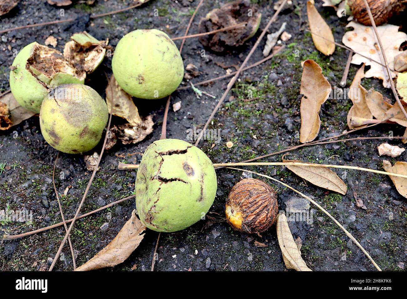 Juglans nigra black walnut tree – large round light green fruit casing and spherical corrugated brown fruit,  November, England, UK Stock Photo