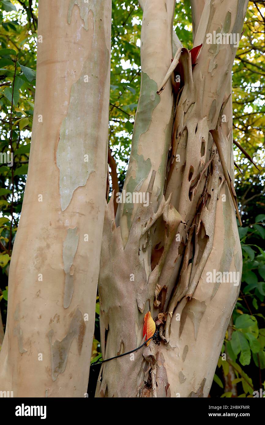Lagerstroemia 'Muskogee' crape myrtle Muskogee – pale orange buff peeling  bark, November, England, UK Stock Photo - Alamy, image size:866x1390