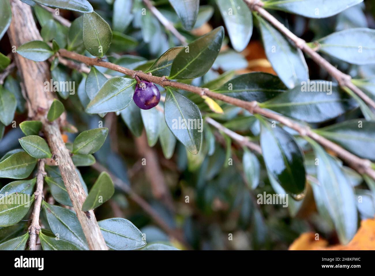 Lonicera nitida box honeysuckle – translucent purple blue round berries and small oval glossy dark green leaves,  November, England, UK Stock Photo