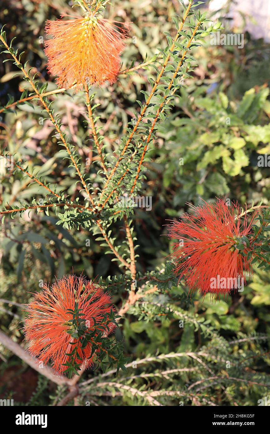 Melaleuca sparsa swamp bottlebrush – orange bottlebrush-like flowers and tiny grey green leaves,  November, England, UK Stock Photo