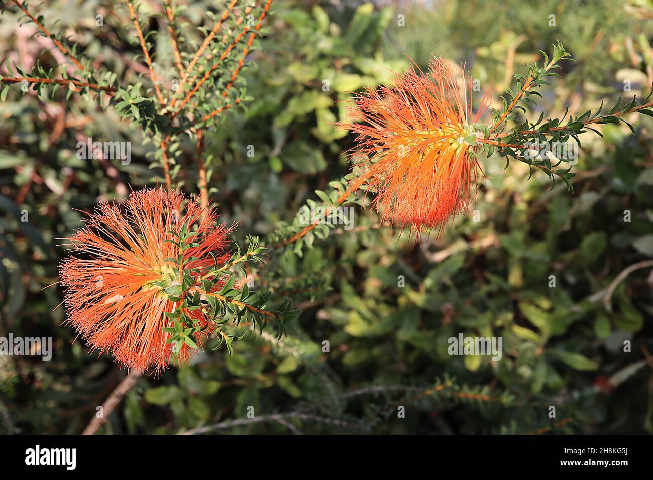Melaleuca sparsa swamp bottlebrush – orange bottlebrush-like flowers and tiny grey green leaves,  November, England, UK Stock Photo