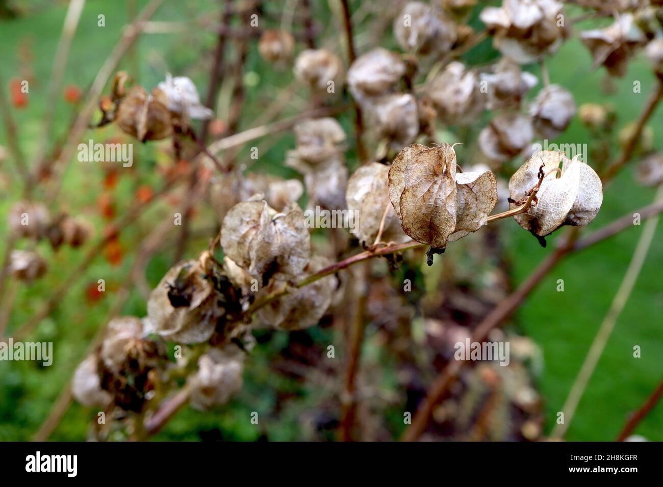 Nicandra physalodes shoo-fly plant – buff sharp-edged ridged spherical papery calyces,  November, England, UK Stock Photo
