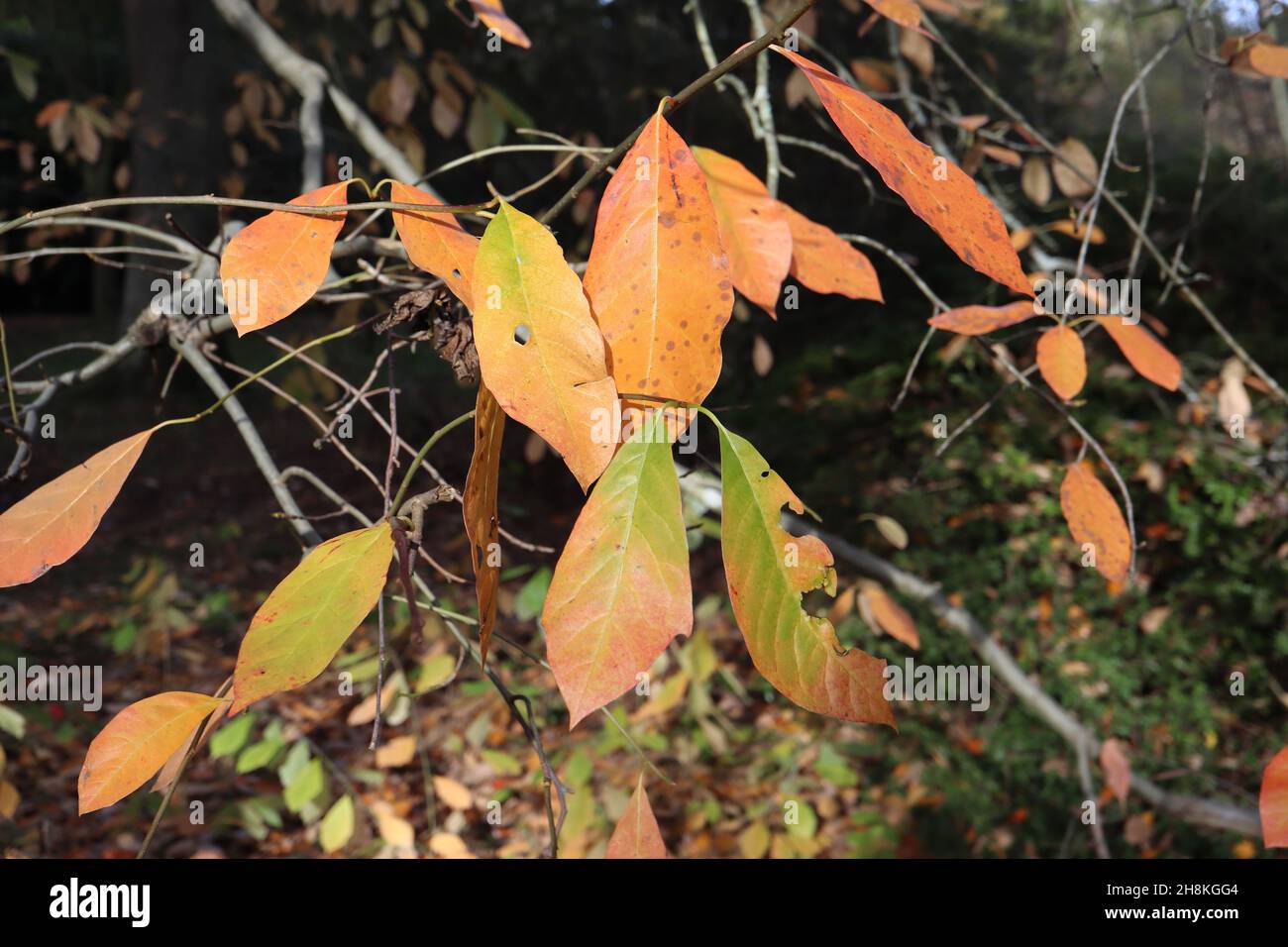Nyssa sylvatica tupelo elliptic orange and mid green leaves, November