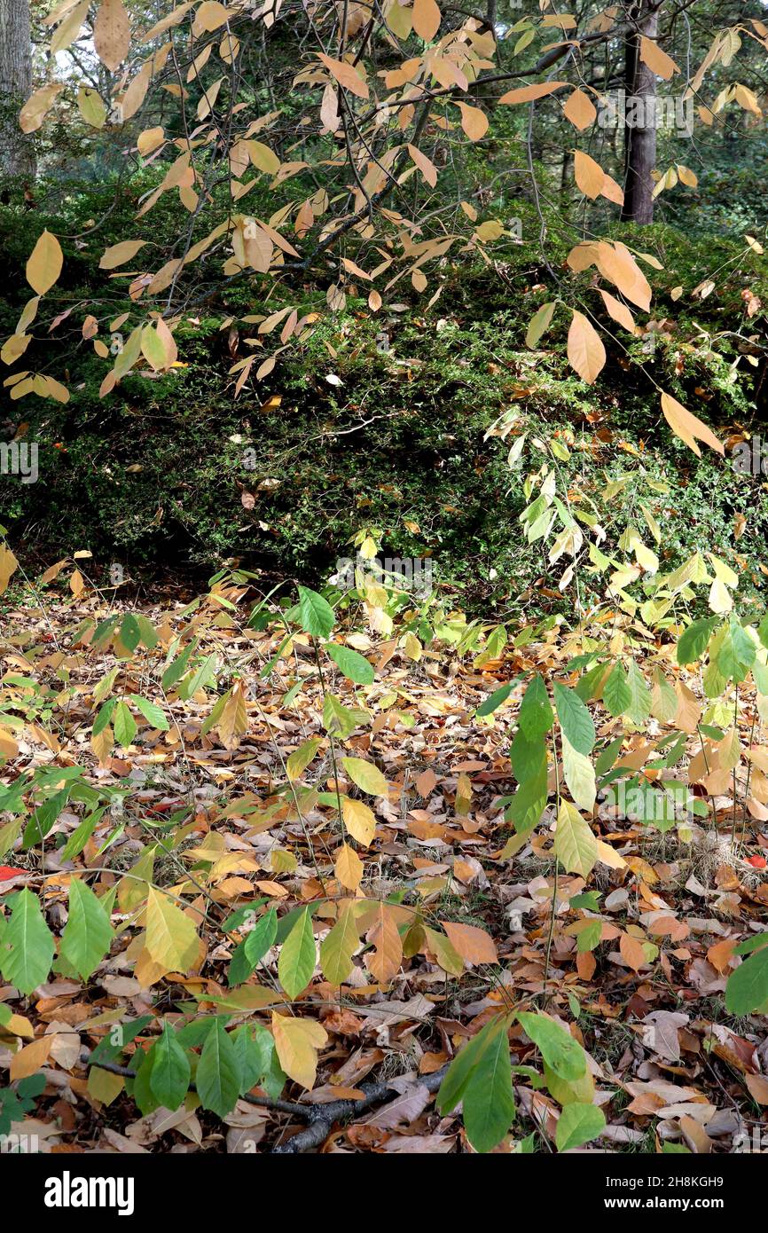 Nyssa sylvatica tupelo elliptic orange and mid green leaves