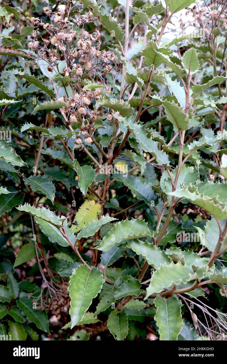 Olearia macrodonta New Zealand holly – ovate incurled dark green leaves with serrated margins,  November, England, UK Stock Photo