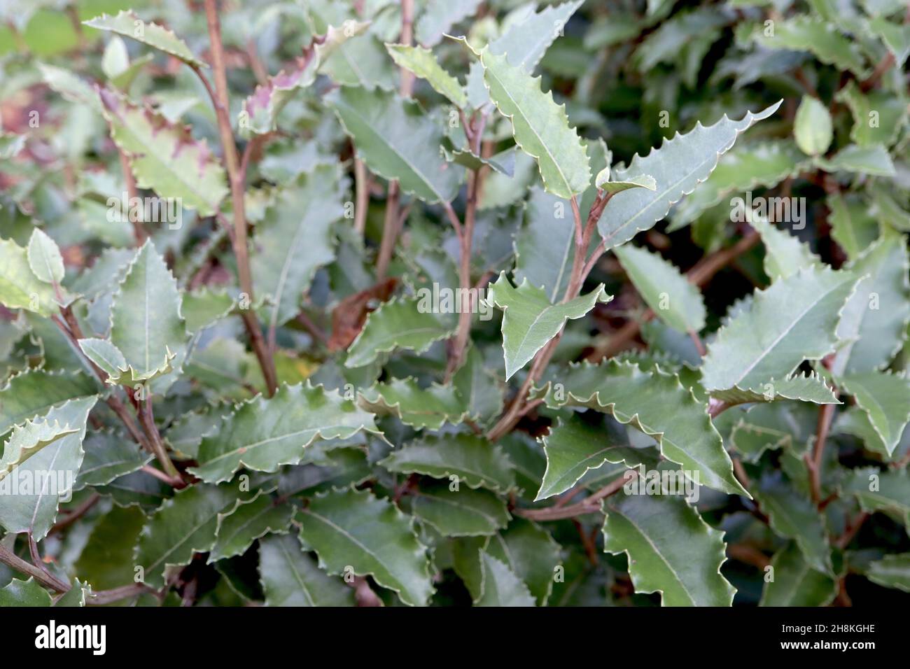 Olearia macrodonta New Zealand holly – ovate incurled dark green leaves with serrated margins,  November, England, UK Stock Photo