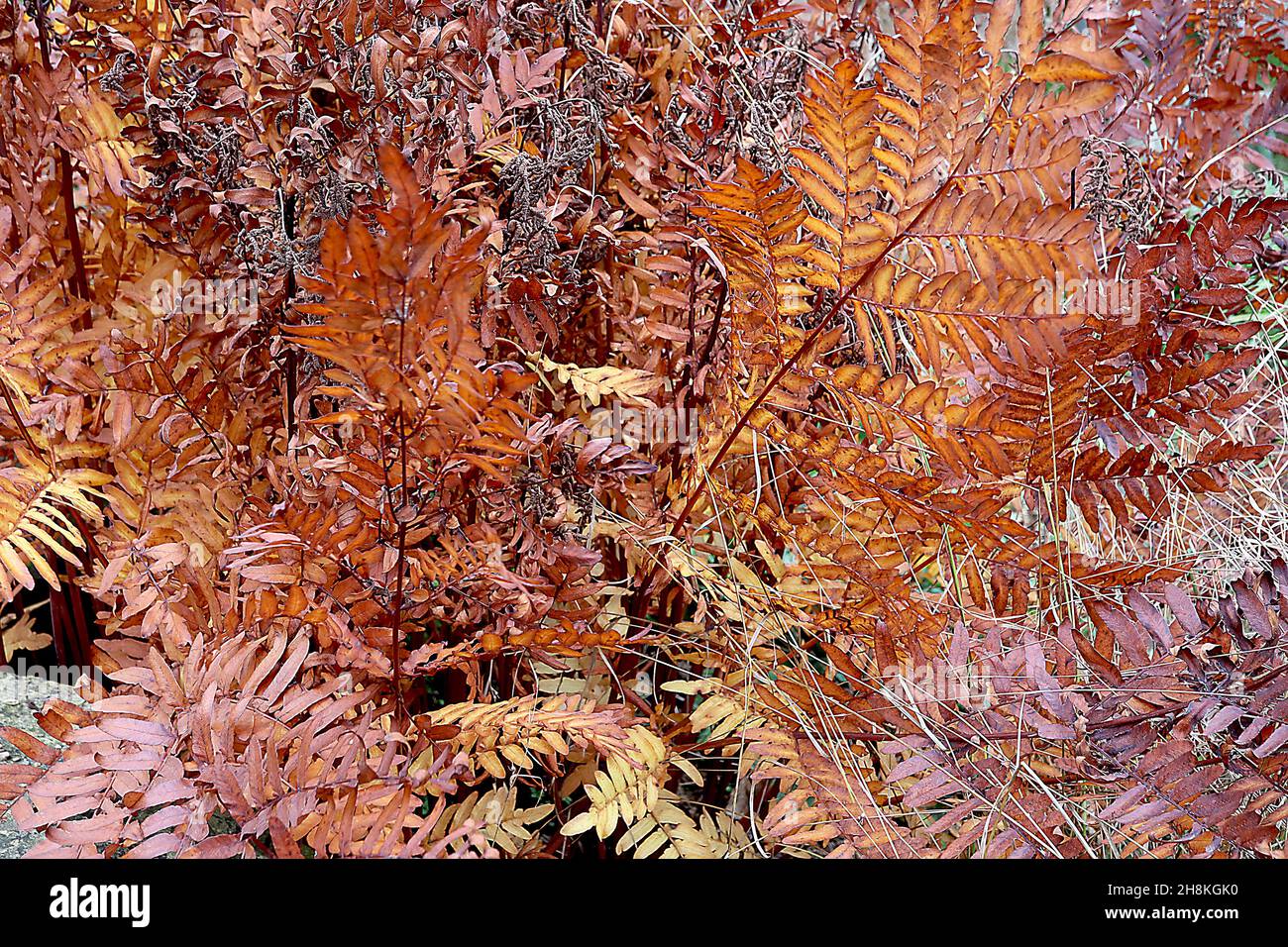 Osmunda regalis royal fern giant fern with simple mid copper brown