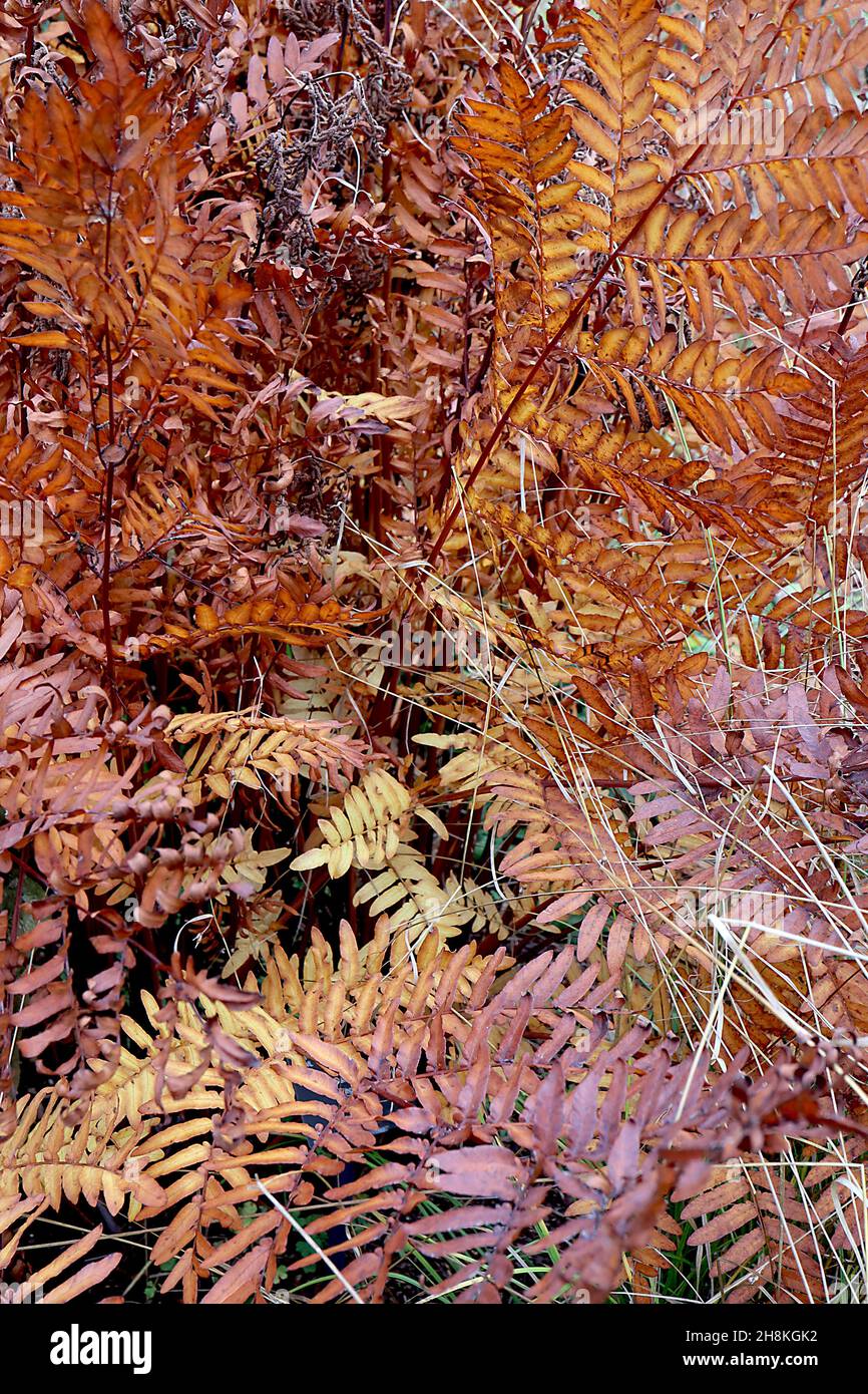 Osmunda regalis royal fern giant fern with simple mid copper brown