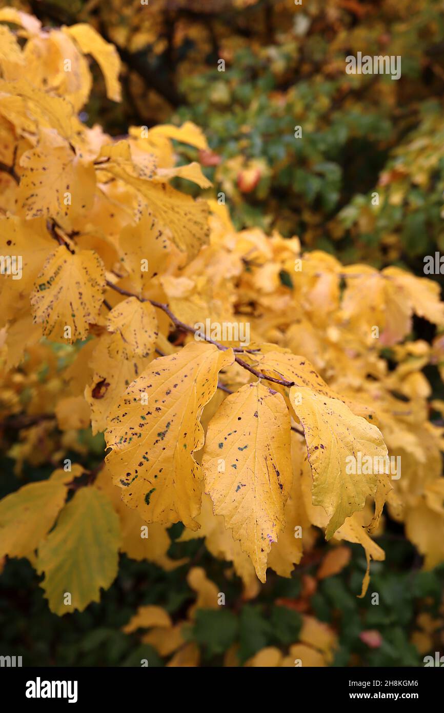 Mottled leaves hi-res stock photography and images - Alamy