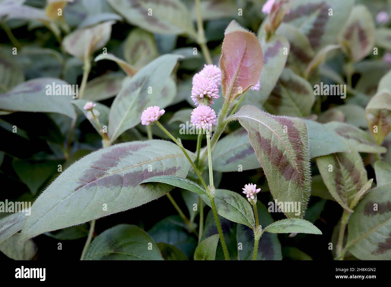 Persicaria capitata pink-headed persicaria – light pink spiky spherical flowers and small mid green ovate leaves with red chevron,  November, England, Stock Photo