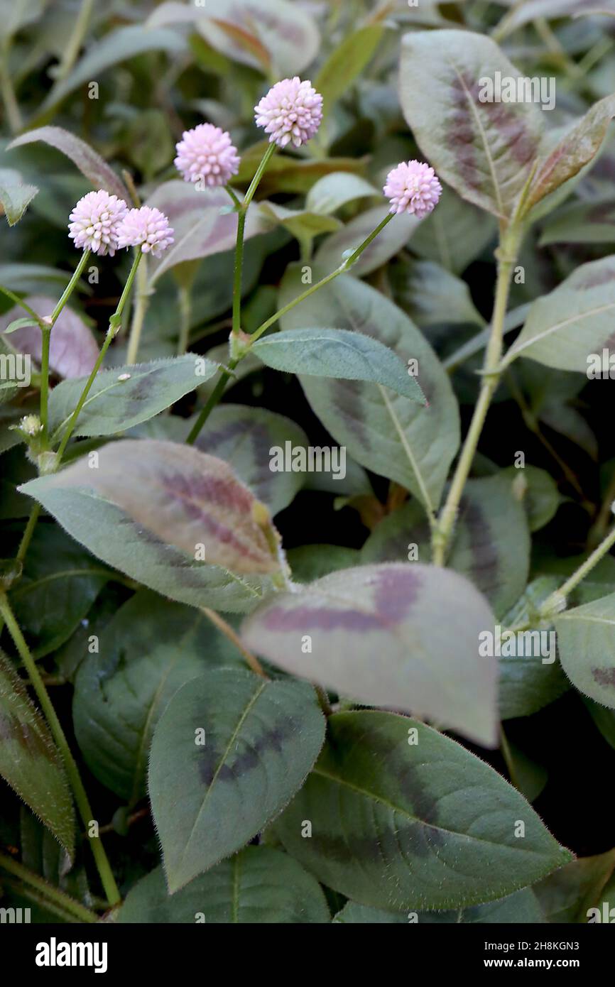 Persicaria capitata pink-headed persicaria – light pink spiky spherical flowers and small mid green ovate leaves with red chevron,  November, England, Stock Photo