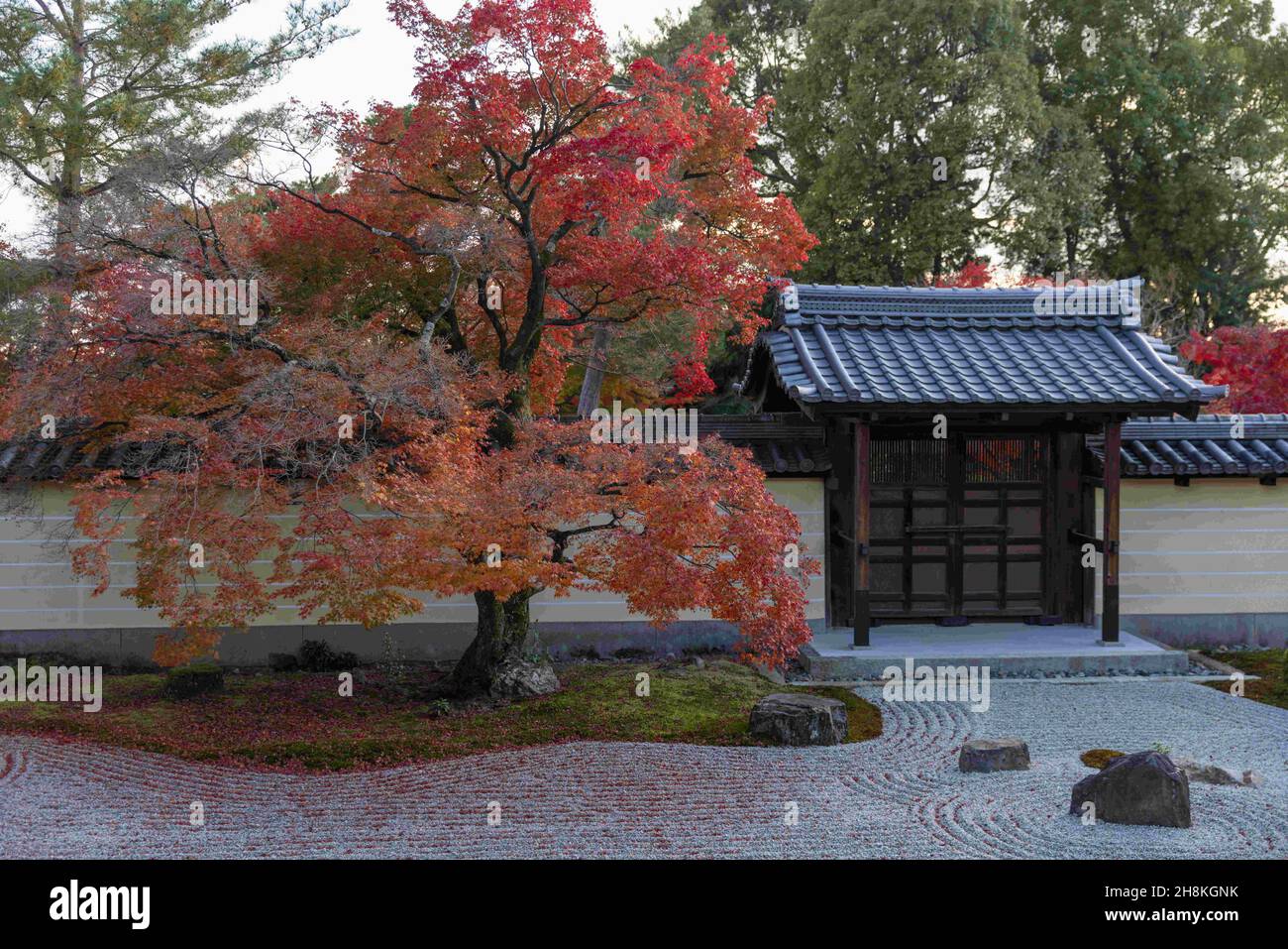 Kyoto, Japan. 26th Nov, 2021. The Zen garden with Momiji tree (Japanese Maple) is seen inside the Toji-in Temple.Toji-in was established in 1341 on the southern slope of Mount Kinugasa by the shogun Ashikaga Takauji. Fifteen shoguns came from the Ashikaga clan making the Toji-in temple rich in historical artifacts and artworks. (Credit Image: © Stanislav Kogiku/SOPA Images via ZUMA Press Wire) Stock Photo