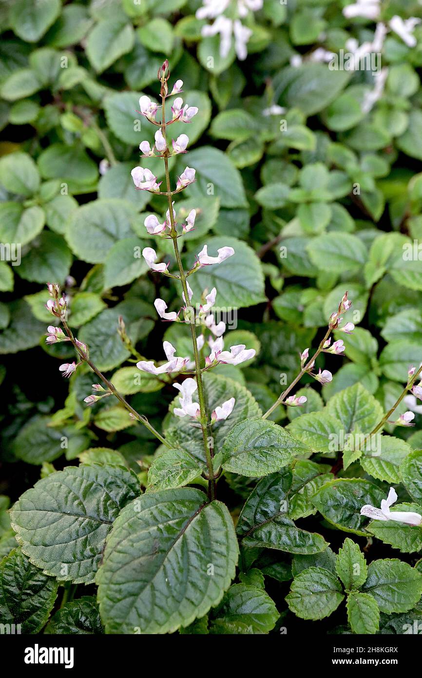 Plectranthus ciliates speckled spur flower – two-lipped white flowers with purple speckles, ovate veined glossy dark green leaves,  November, England, Stock Photo