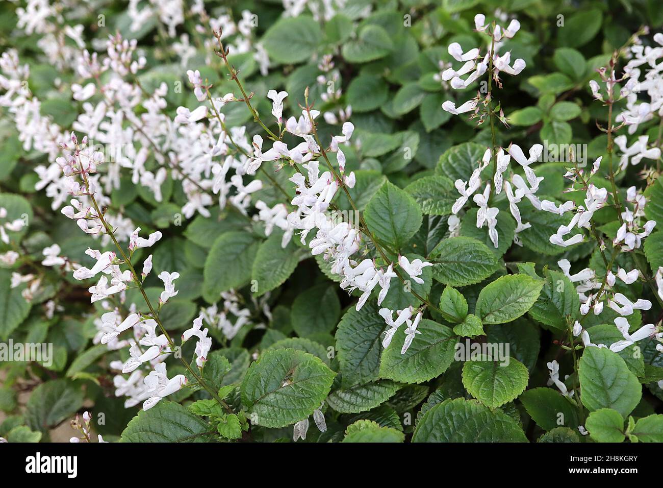 Plectranthus ciliates speckled spur flower – two-lipped white flowers with purple speckles, ovate veined glossy dark green leaves,  November, England, Stock Photo