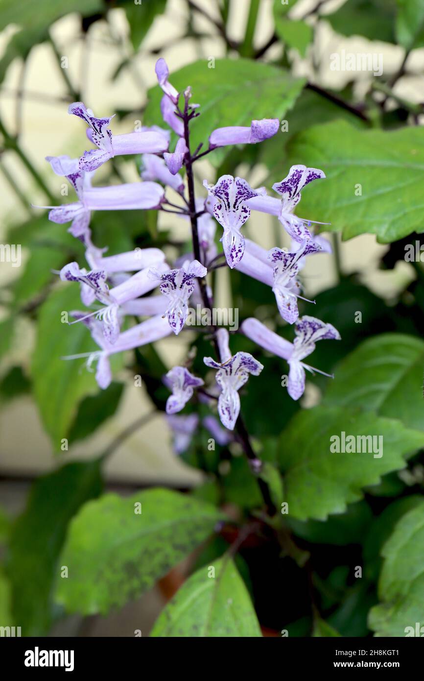 Plectranthus ‘Mona Lavender’ spur flower Mona Lavender – two-lipped tubular lavender flowers with violet speckles, mid green leaves with black outline Stock Photo