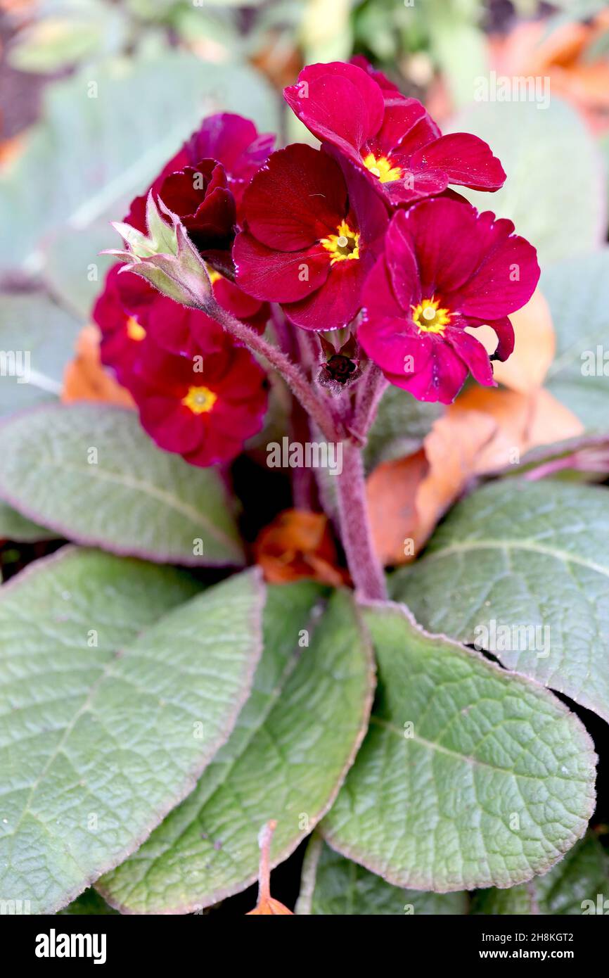 Primula polyanthus ‘Fireflies’ Primrose polyanthus Fireflies – cluster of crimson red flowers with small yellow eye, fresh green oval leaves,  Novembe Stock Photo