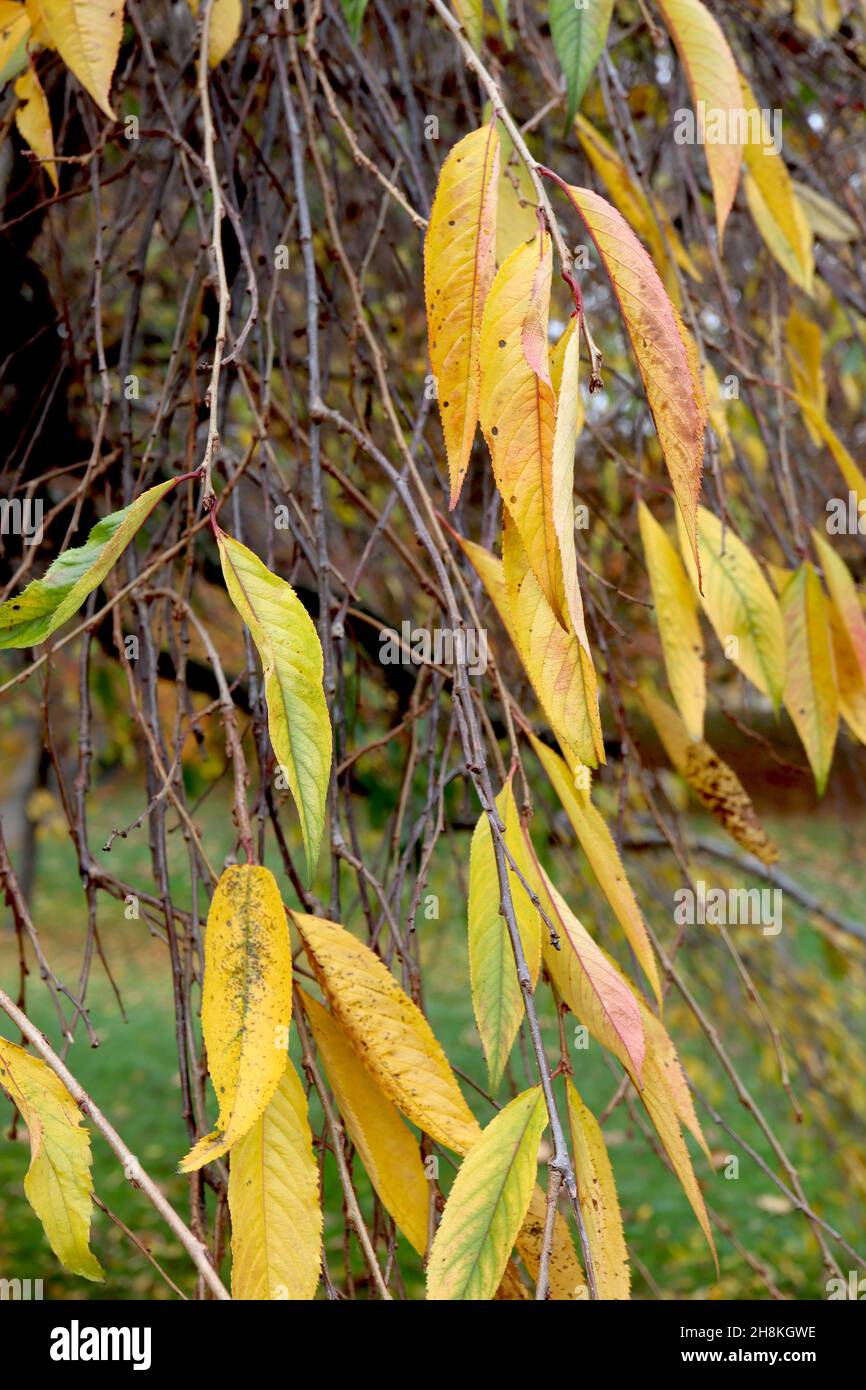 Prunus pendula ‘Pendula Rosea’ drooping rosebud cherry – yellow and mid green lance-shaped leaves,  November, England, UK Stock Photo