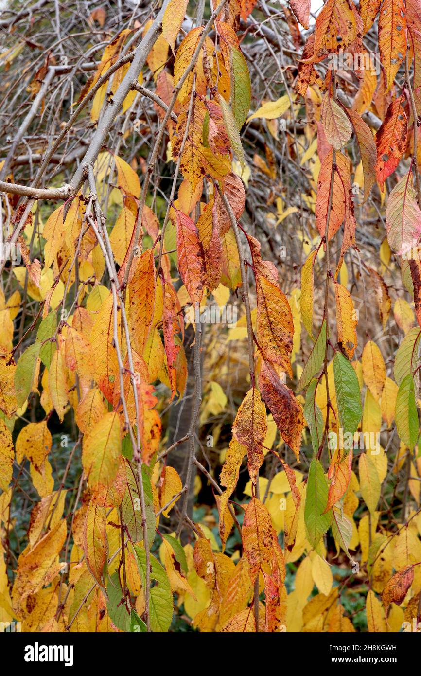 Prunus pendula ‘Pendula Rosea’ drooping rosebud cherry – yellow and mid green lance-shaped leaves,  November, England, UK Stock Photo