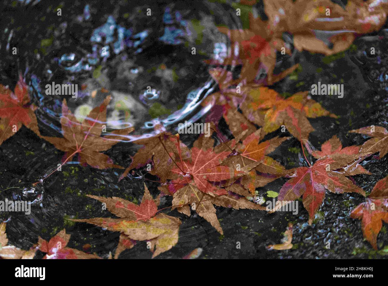 Kyoto, Japan. 27th Nov, 2021. Fallen autumn colored Momiji leaves (Japanese Maple) inside a pond in Eikando Zenrin-ji Temple.Eikando Zenrin-ji Temple is one of the oldest temples in Kyoto. Founded in 863 AD, it witnessed many wars and destruction only to be rebuilt every time by the people of Kyoto. It is home of the Jodo Seizan Zenrin-ji sect of Buddhism. Its garden complex attracts many visitors especially during the autumn season. (Credit Image: © Stanislav Kogiku/SOPA Images via ZUMA Press Wire) Stock Photo