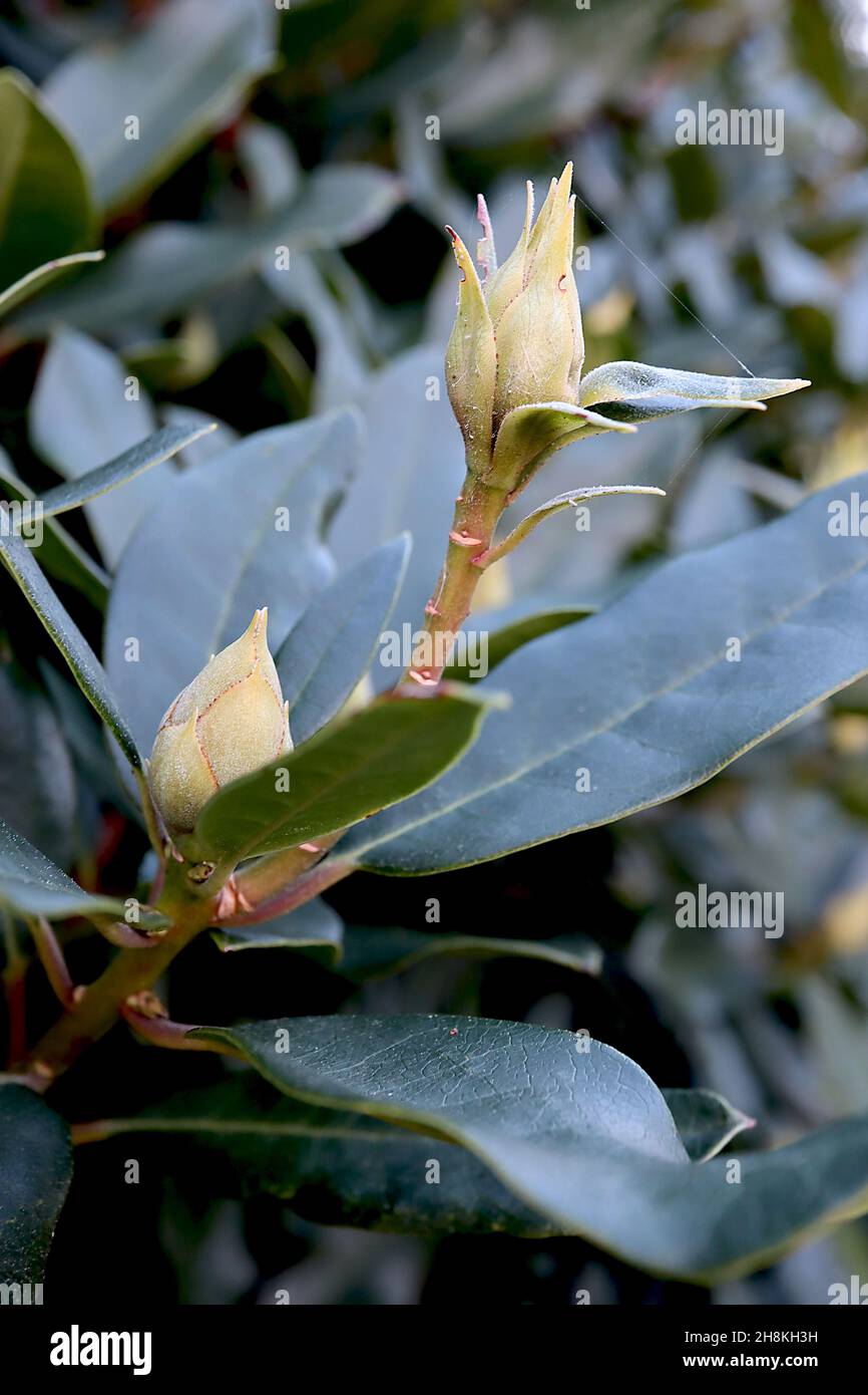 Rhododendron flower buds pale green flower buds with dotted red margins, oblong dark green leaves,  November, England, UK Stock Photo