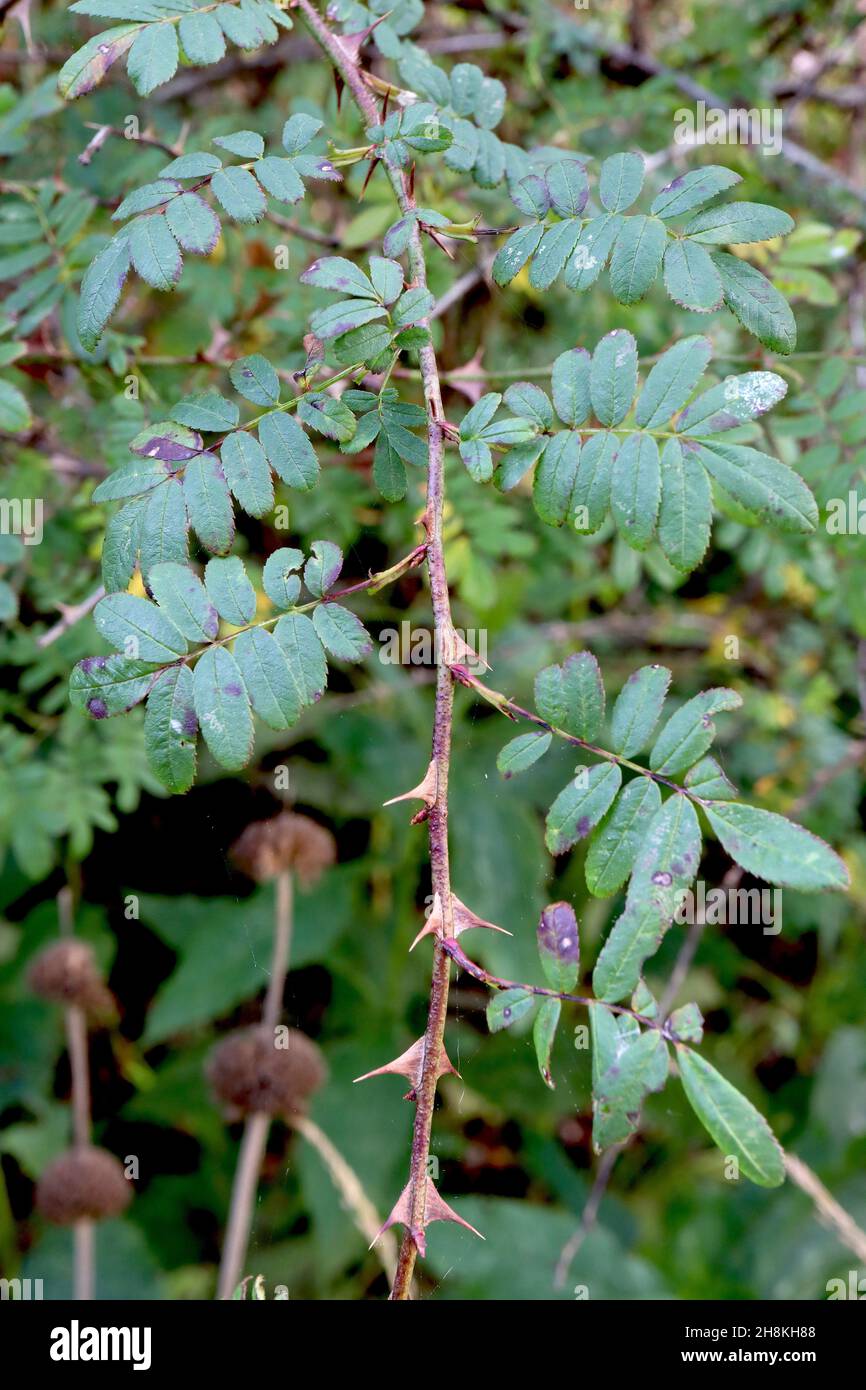 Rosa sericea subsp omeiensis f pteracantha winged thorn rose – wide flat triangular buff thorns and tiny pinnate mid green leaves, dark brown stems, Stock Photo