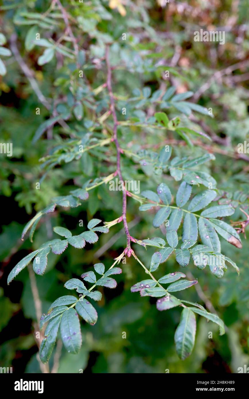 Rosa sericea subsp omeiensis f pteracantha winged thorn rose – tiny pinnate mid green leaves, dark brown stems, November, England, UK Stock Photo