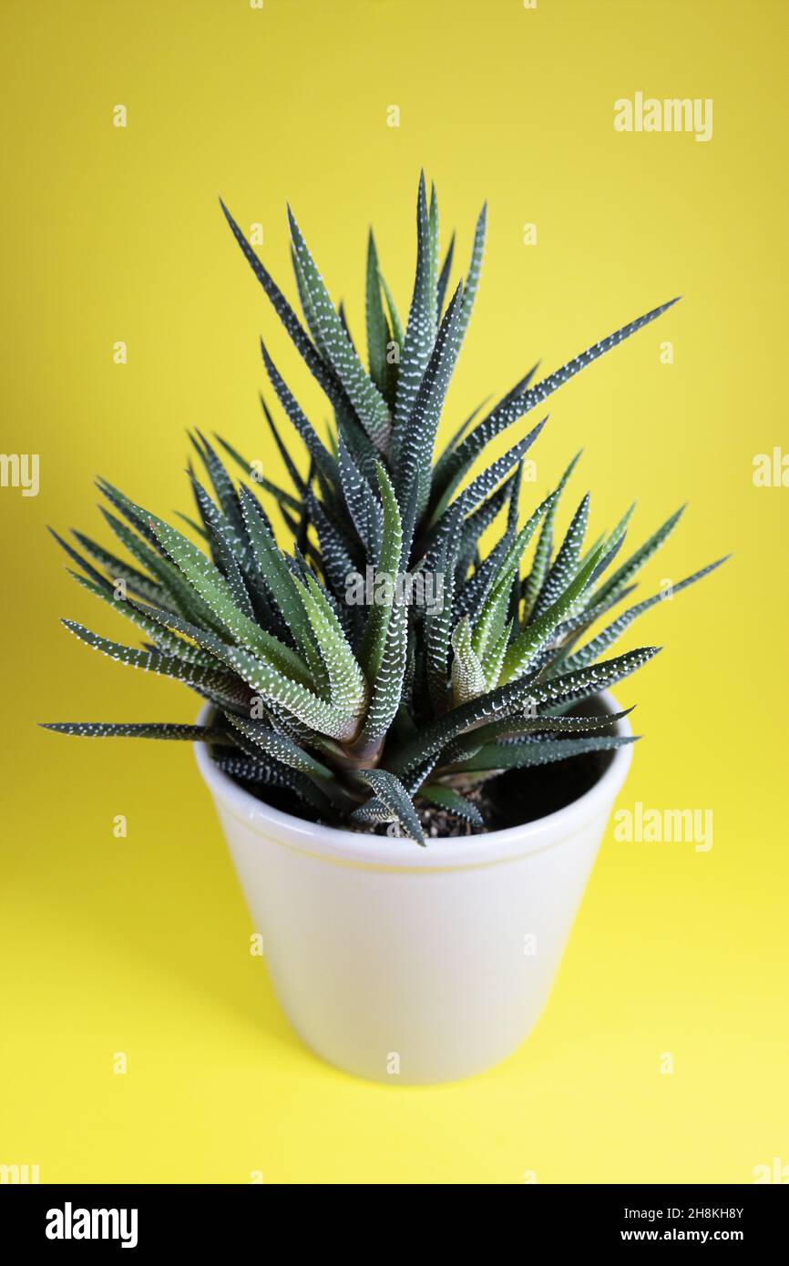 Haworthiopsis attenuata plant up close. Stock Photo