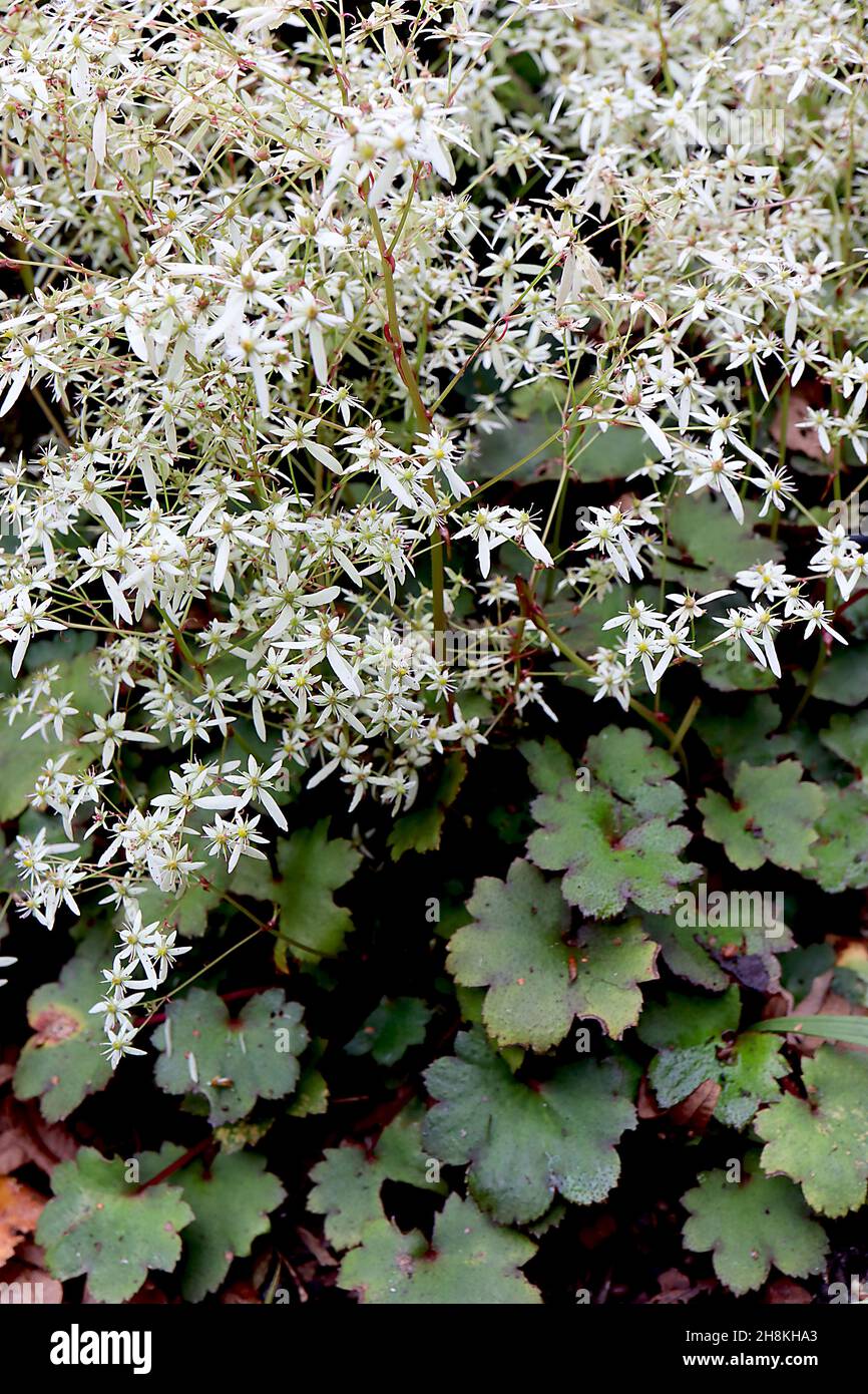 Saxifraga fortunei ‘Hanabi’ Fortunei saxifrage Hanabi - mass of airy sprays of tiny white flowers with one long petal, round lobed leaves, November,UK Stock Photo