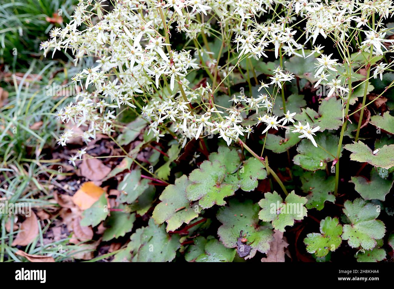 Saxifraga fortunei ‘Hanabi’ Fortunei saxifrage Hanabi - mass of airy sprays of tiny white flowers with one long petal, round lobed leaves, November,UK Stock Photo