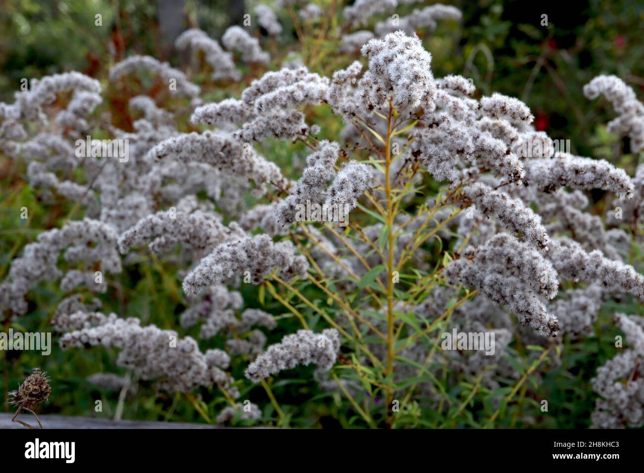 Solidago rigida stiff goldenrod – conical clusters of fluffy seed heads ...