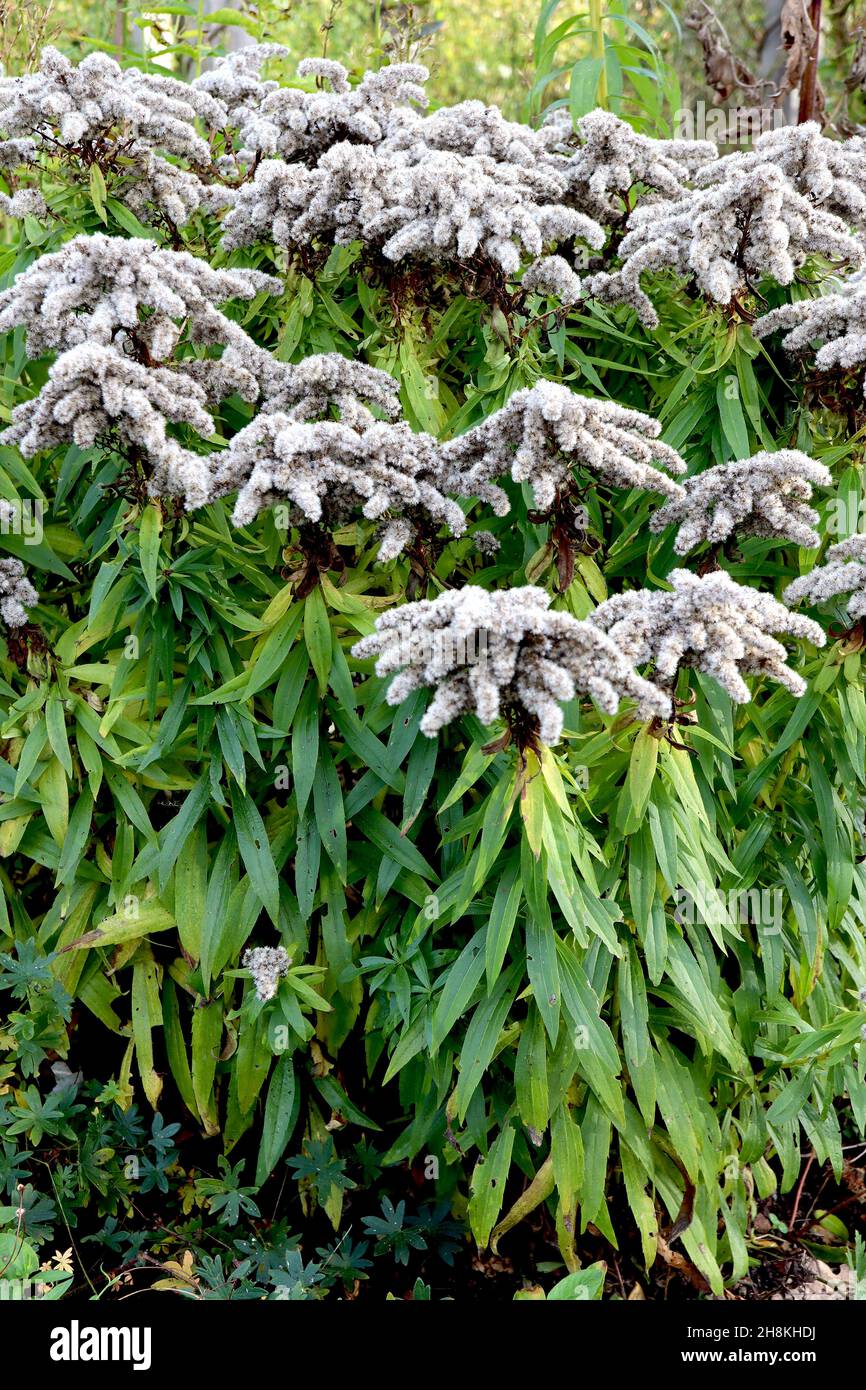 Solidago sphacelata autumn goldenrod – fluffy buff plume-like panicles atop bushy stems of dark green lance-shaped leaves,  November, England, UK Stock Photo