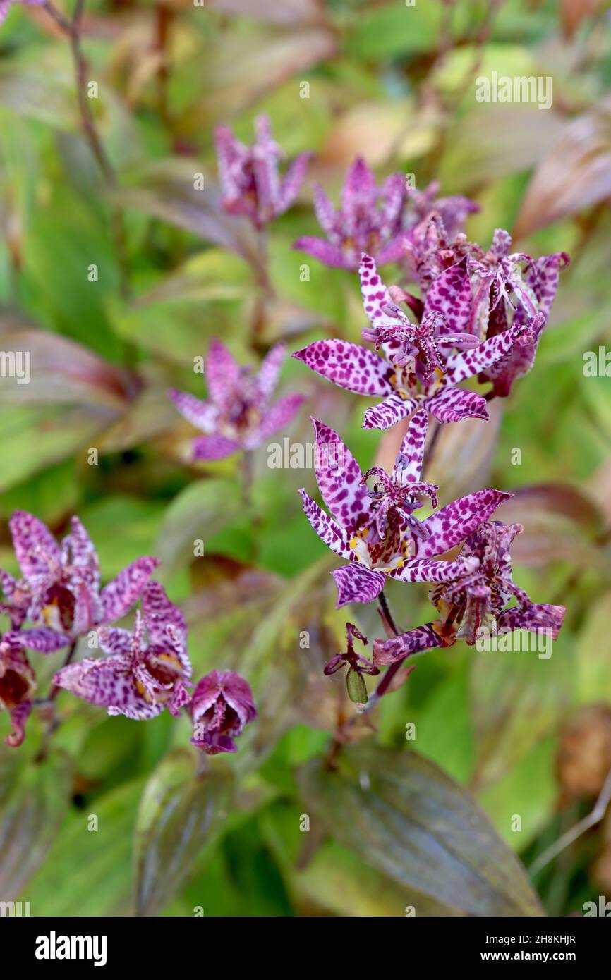 Tricyrtis formosana Stolonifera Group toad lily – white orchid-like flowers with irregular purple spots and broad lance-shaped mid green leaves,  Nove Stock Photo