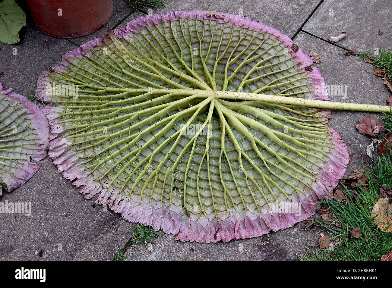 Victoria amazonica giant waterlily ribbed underside with green spines