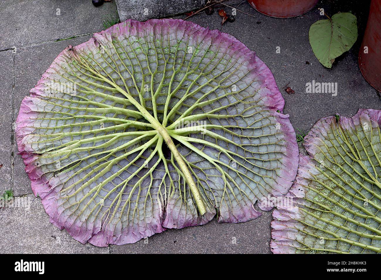 Victoria amazonica giant waterlily ribbed underside with green spines