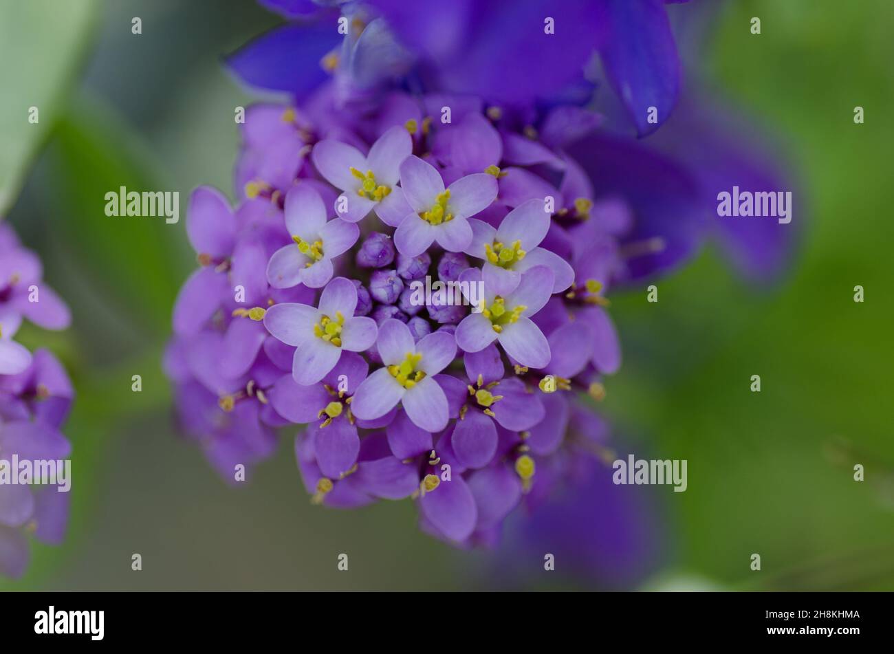 Close-up of a purple candytuft flower. Stock Photo